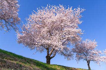 Fototapeta premium 桜