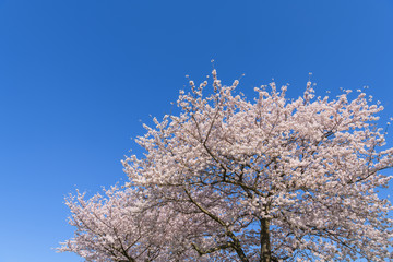 桜