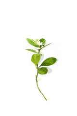 Kumquats Leaf Close up