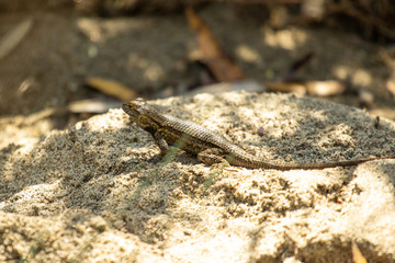 Western Fence Lizard - Sceloporus Occidentalis 8