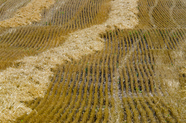 The compressed band on wheat field