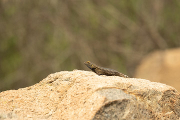 Western Fence Lizard - Sceloporus Occidentalis 7