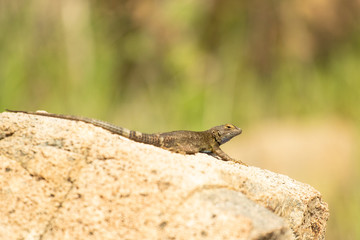 Western Fence Lizard - Sceloporus Occidentalis 5