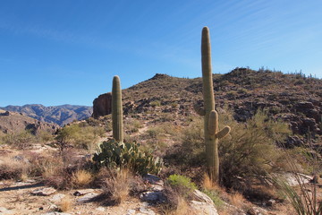 Desert landscape on the Blackett's Ridge Trail in Saguaro National Park near Tucson, Arizona.