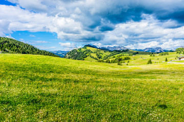 Fototapeta premium Alpe di Siusi, Seiser Alm with Sassolungo Langkofel Dolomite, a close up of a lush green field