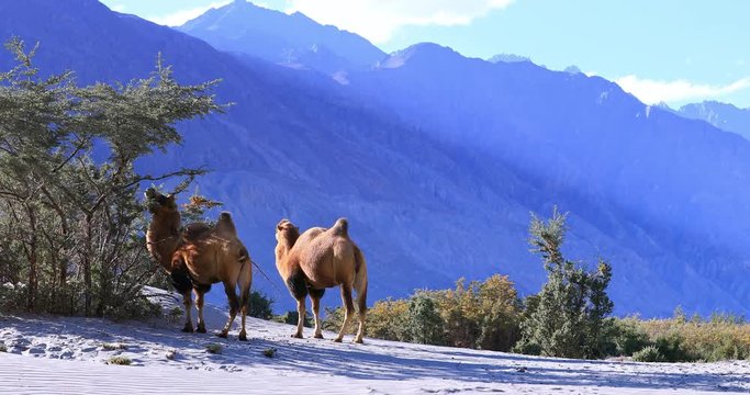 Scenic Himalaya mountain range nature landscape. Camels in desert of Nubra Valley