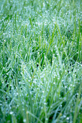 Morning Dew on Grass