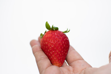 hand holding fresh strawberry on white background