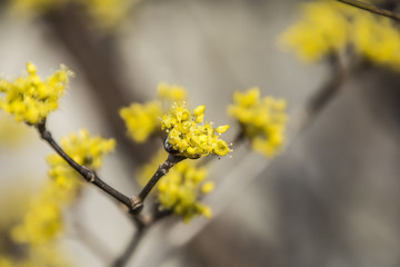 Cornus Officinalis; a species of dogwood