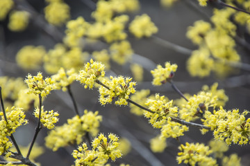 Cornus Officinalis; a species of dogwood