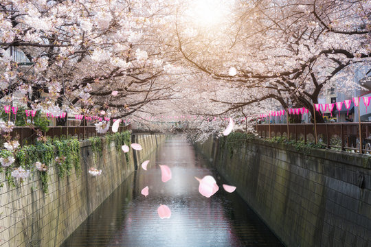 Cherry blossom lined Meguro Canal in Tokyo, Japan. Springtime in April in Tokyo, Japan.