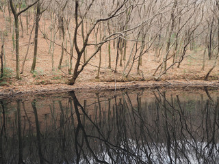 早春の森と池（みかも山公園）