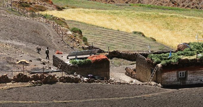 Traditional Himalaya village in north India highlands. Komic countryside in Spiti, Himachal Pradesh