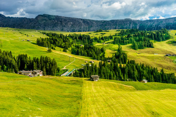 Alpe di Siusi, Seiser Alm with Sassolungo Langkofel Dolomite, a herd of cattle grazing on a lush green field