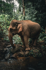Fototapeta premium elephant in jungle