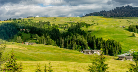 Fototapeta na wymiar Alpe di Siusi, Seiser Alm with Sassolungo Langkofel Dolomite, a herd of cattle grazing on a lush green field