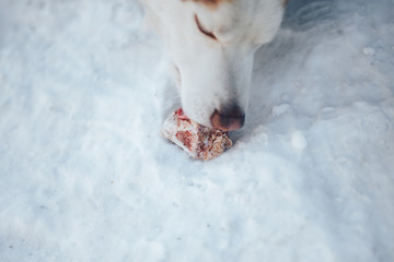 Husky dog gnawing bone. Siberian Husky red and white color