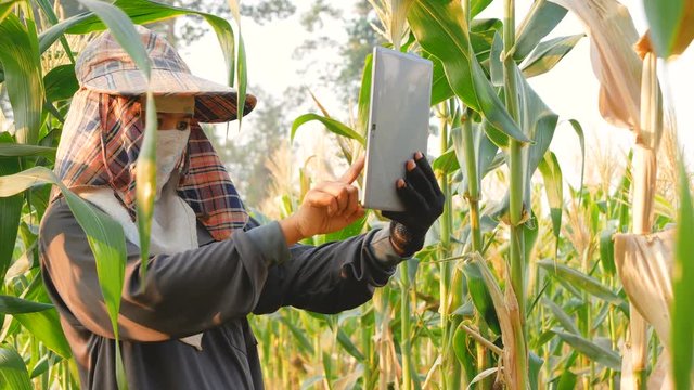 Female farmers are taking pictures of crops and growing records