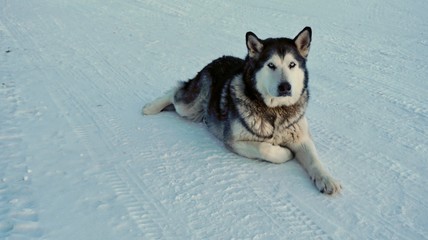 Husky