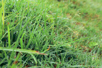 water dew drop on green grass garden