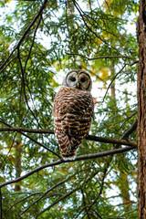 Owl in the woods