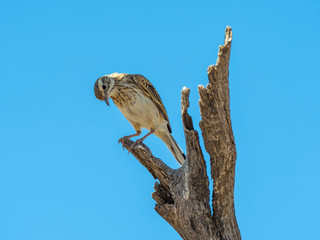 Australian Pipit (Anthus australis) race 