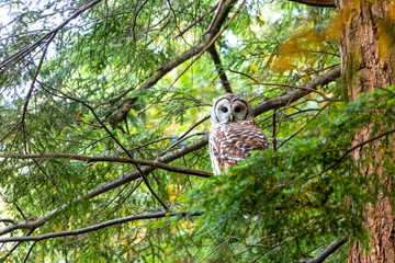 Owl in the woods