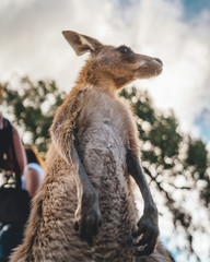 Kangaroo