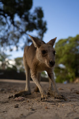 Kangaroo