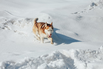 Husky dog. Wild Beauty siberiab husky dog portrait. Winter background