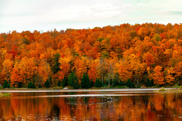 Gatineau Park forest in fall 