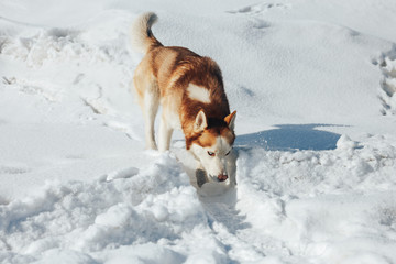 Husky dog. Wild Beauty siberiab husky dog portrait. Winter background