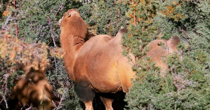 Camels feeding in bush forest