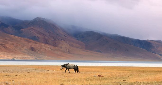 Beautiful nature of Ladakh, India. Horse near Tso Moriri mountain lake walks on autumn pasture with surreal colors and shapes of hill slopes on background