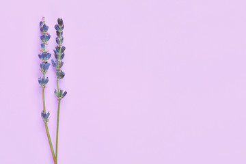violet lavender flowers arranged on bright purple violet background. Top view, flat lay. Minimal...