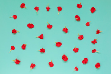 Falling petals of carnation on blue background. Cover.
