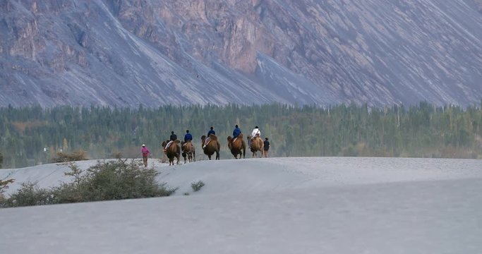 Camel safari tours and adventure trips in Himalaya, Ladakh, north India