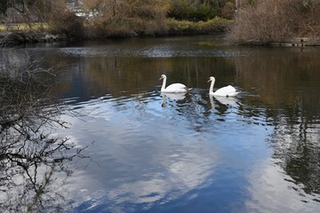Swans in the lake