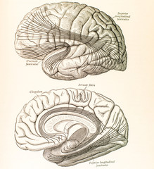 20190306 Antique Brain Medical Ilustrations circa 1896
