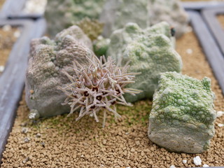Cactus farm with a variety of species