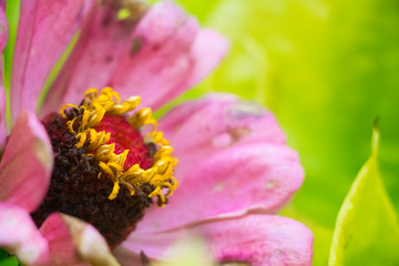 Macro of Pink Flower