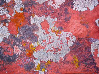 Fototapeta premium Gray lichen growing on red rock in the desert