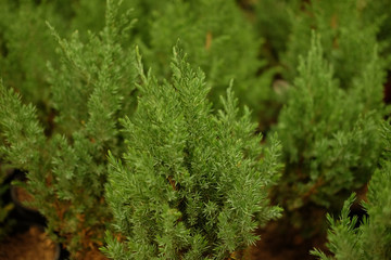 Saplings of pine, spruce, fir, sequoia and other coniferous trees in pots in plant nursery.  