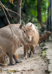 Capybara - water pig (Hydrochaeris Hydrochaeris Linnaeus)