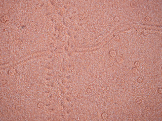 Red sand background with lizard and mouse tracks as well as rain drop depressions