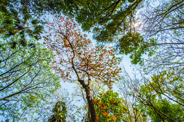 Deciduous trees start when hot.22