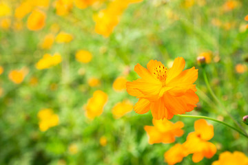 Yellow Flower is blooming beautiful flora in floral, field with sunrise in the morning