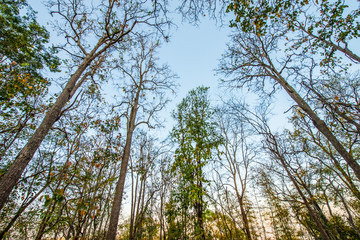 Deciduous trees start when hot.17