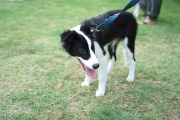 border collie dog standing on the floor