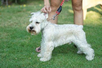 Scottish Terrier dog standing on the floor